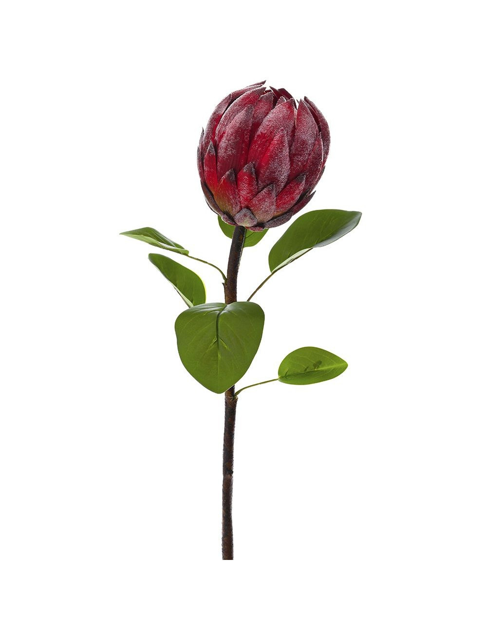 LULE PROTEAS TE KUQE