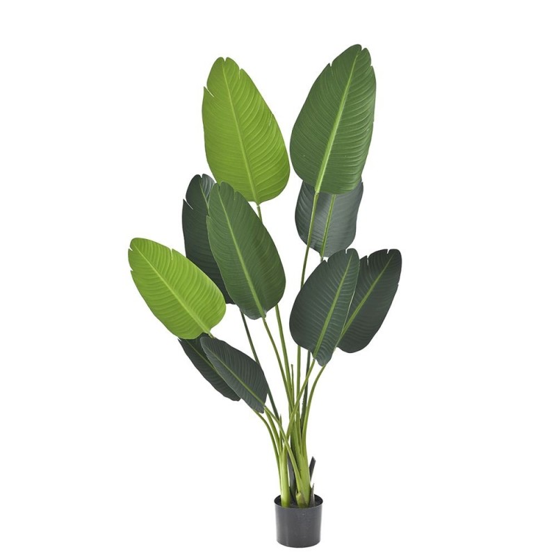 BIME DEKORATIVE RAVENALA