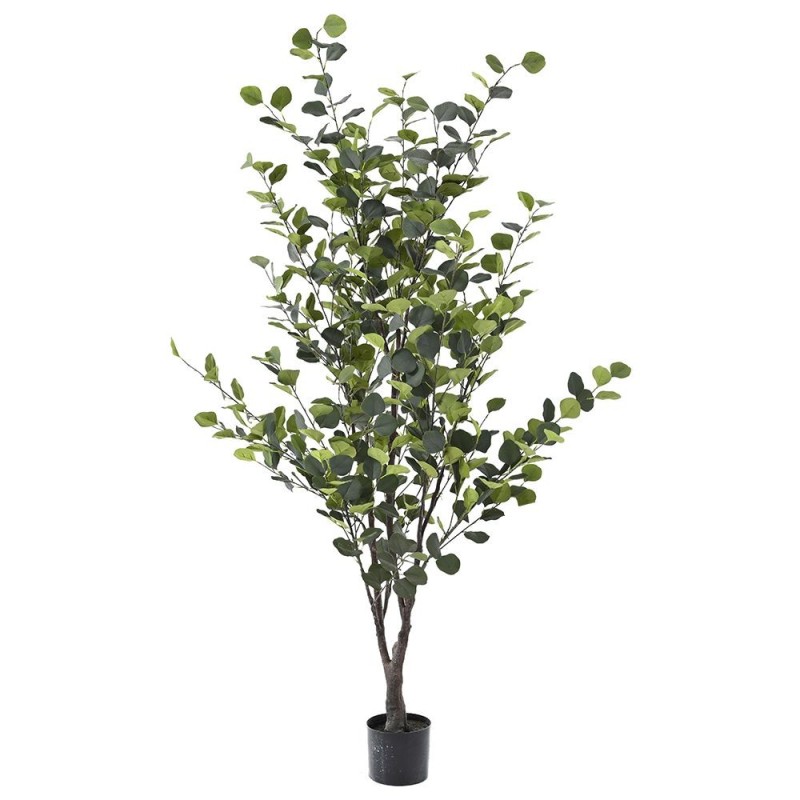 PEME EUCALYPTUS