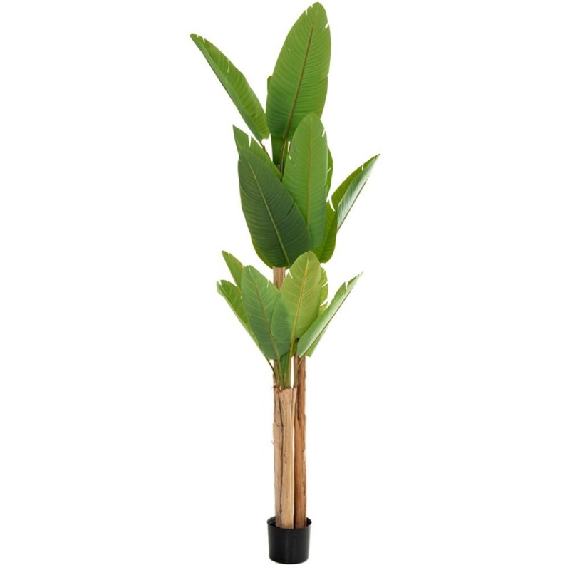 PEME DEKORATIVE RAVENALA