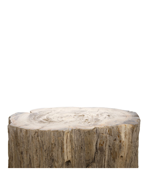 NATURAL FOSSIL BENCH