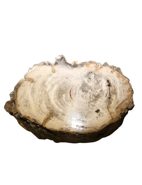 NATURAL FOSSIL BENCH
