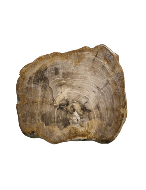 NATURAL FOSSIL BENCH