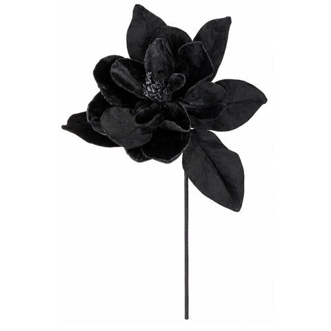 BLACK MAGNOLIA – L