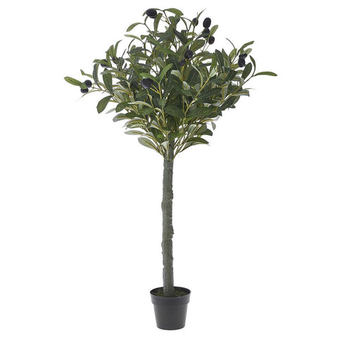 OLIVE - Tree