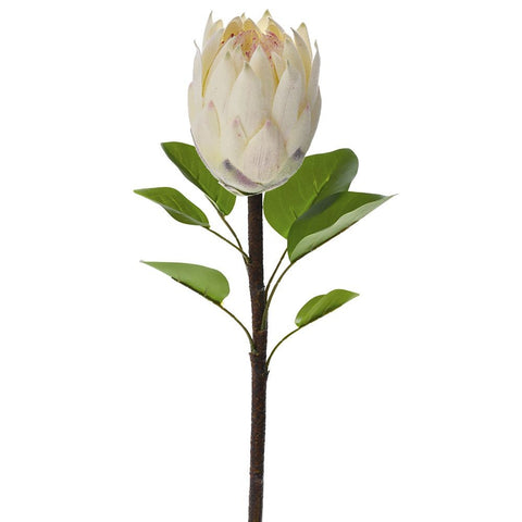 Lule - PROTEAS