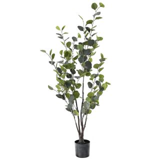 Peme - EUCALYPTUS